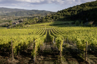 Kommunikationsagentur Zürich_Denz-Weine-AG_Webseite_Webdesign_Online_Wein