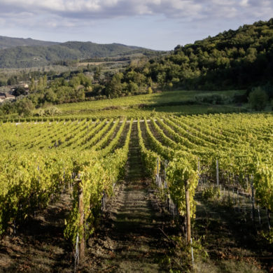 Kommunikationsagentur Zürich_Denz-Weine-AG_Webseite_Webdesign_Online_Wein