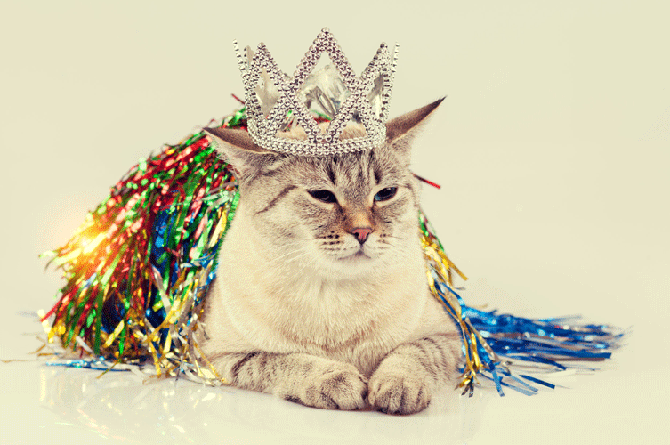 Cat Content Werbung Kommunikationsagentur Social Media Online Web Print Klicks Blog